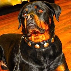 Teamk9