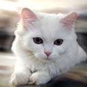 F4F
