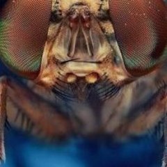 L4L