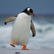 Birkeredahabak Yemek Tarifleri