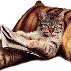 Funny Animals