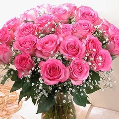 Pink rose