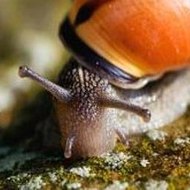 Guitar Solo Acoustic