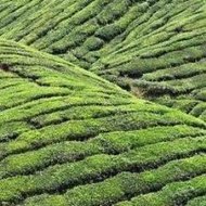 The Rose Of Versailles