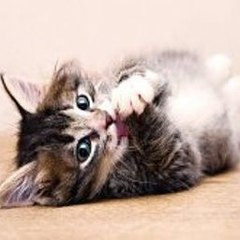 The Rose Of Versailles