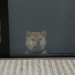 Sakuyaizayoi0300052076