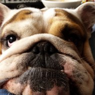 Grég Greg Metal Cover GMC