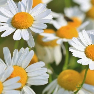 Muhammad Sadam Panhwar