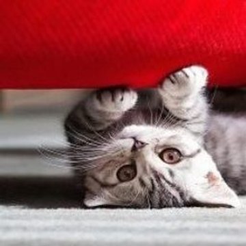Funny Moments