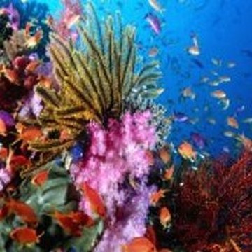 Popperpanoramic