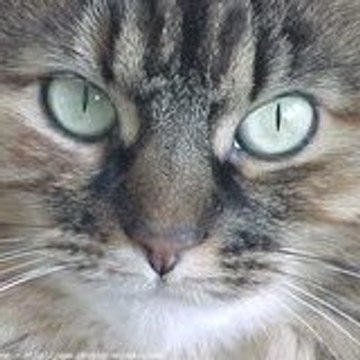 CATMAN