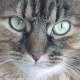 CATMAN