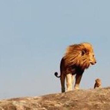 Pakistan Vs Zimbabwe