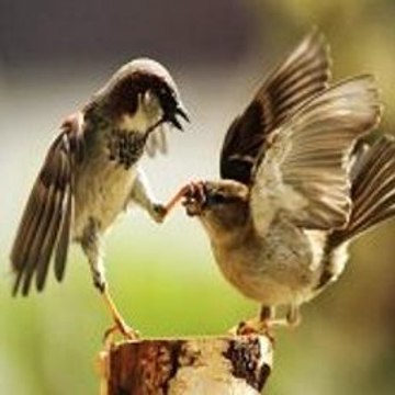 Documentales Animales