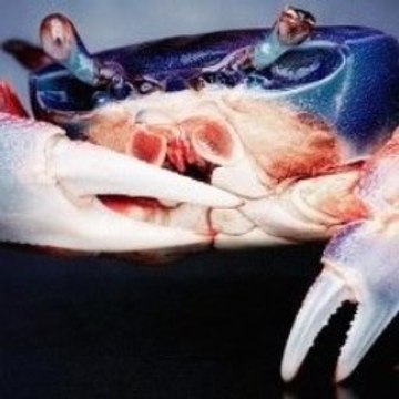 Animal Dubstep