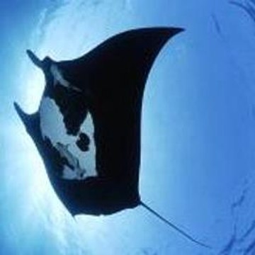 Animal Atlas Full Episodes
