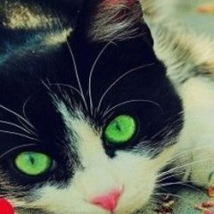 Funny Animals