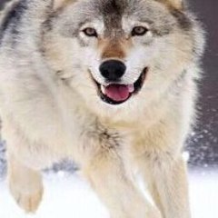 Funny Basketball Dunks