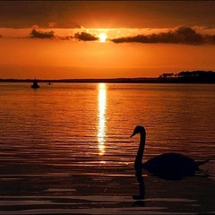 The Longing