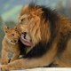 Wild Animal Zone
