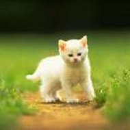 Guitar Solo Acoustic