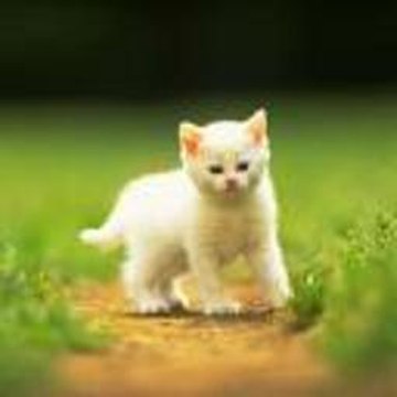 Guitar Solo Acoustic