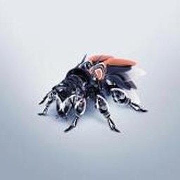 Cartoon Dance