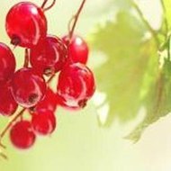 Funny Basketball Dunks