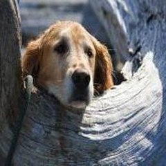 E Animales