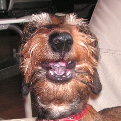 Friendly Pet