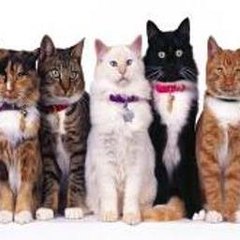 Best Animals