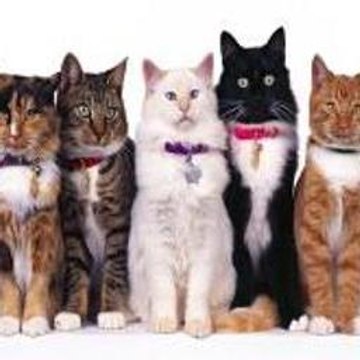 Best Animals