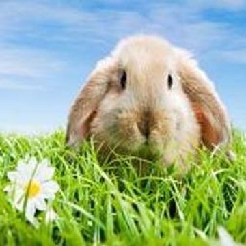 Best Animals