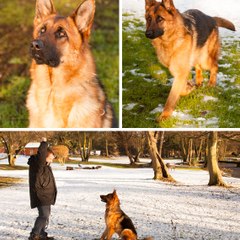 Guard Dogs For Sale