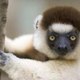 Musique