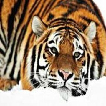 Wild animal