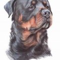 Rotts