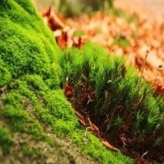 Japan Documentary