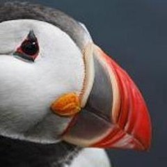 Hai