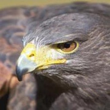 Trenten Talon