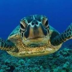 Farming Simulator 15