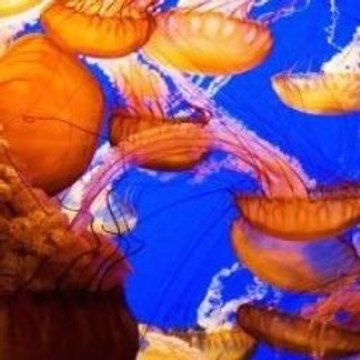 Escape From Butcher Bay