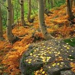 Phim Hoat Hinh