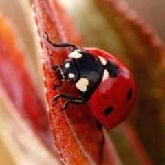 Pasta Eating Challenge