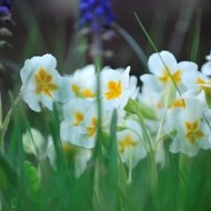 Chris James Landscaping