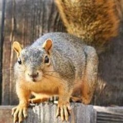 Japanese Games Prank