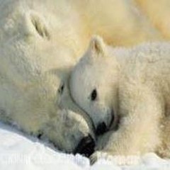 North Pole