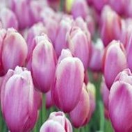 The Wolf of Wall Street