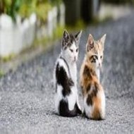 The Grand Budapest Hotel