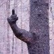b_canadensis